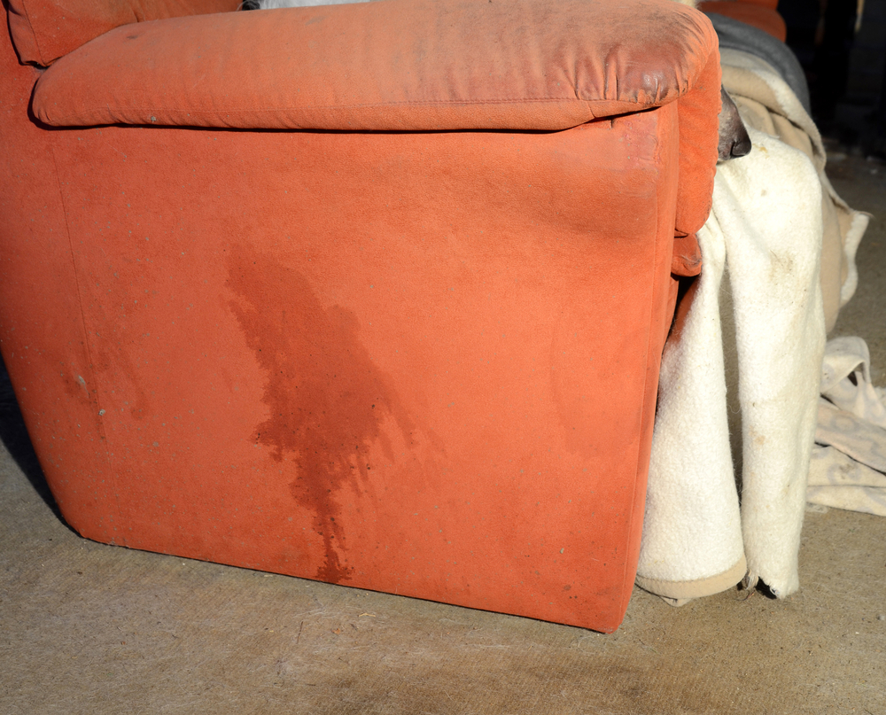 carpet-cleaning-melbourne-how-to-get-pet-urine-out-of-upholstery